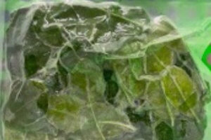 SARIRAYA 冷凍コブミカンの葉 100g - タイ料理に欠かせない爽やかな香り